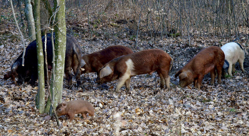 Istaknuta fotografija