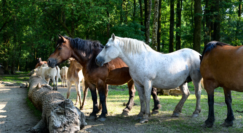 Istaknuta fotografija
