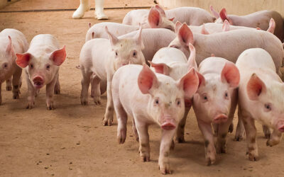 Istaknuta fotografija