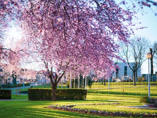 Istaknuta fotografija