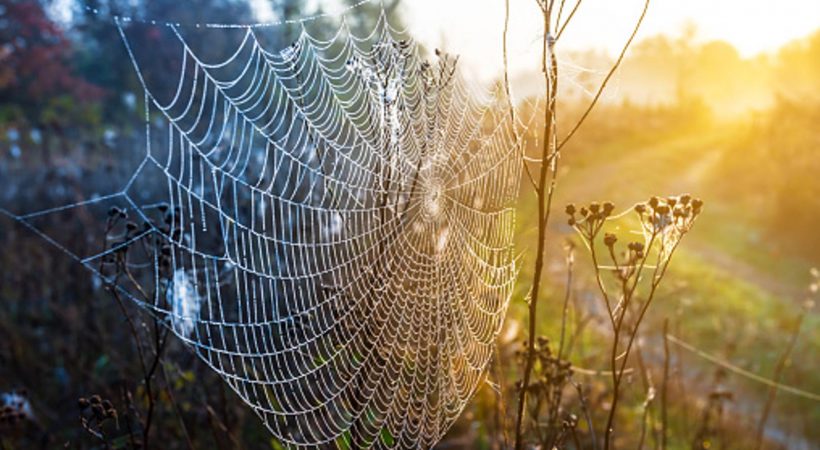 Istaknuta fotografija