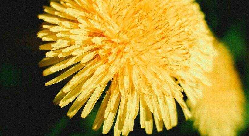 Istaknuta fotografija